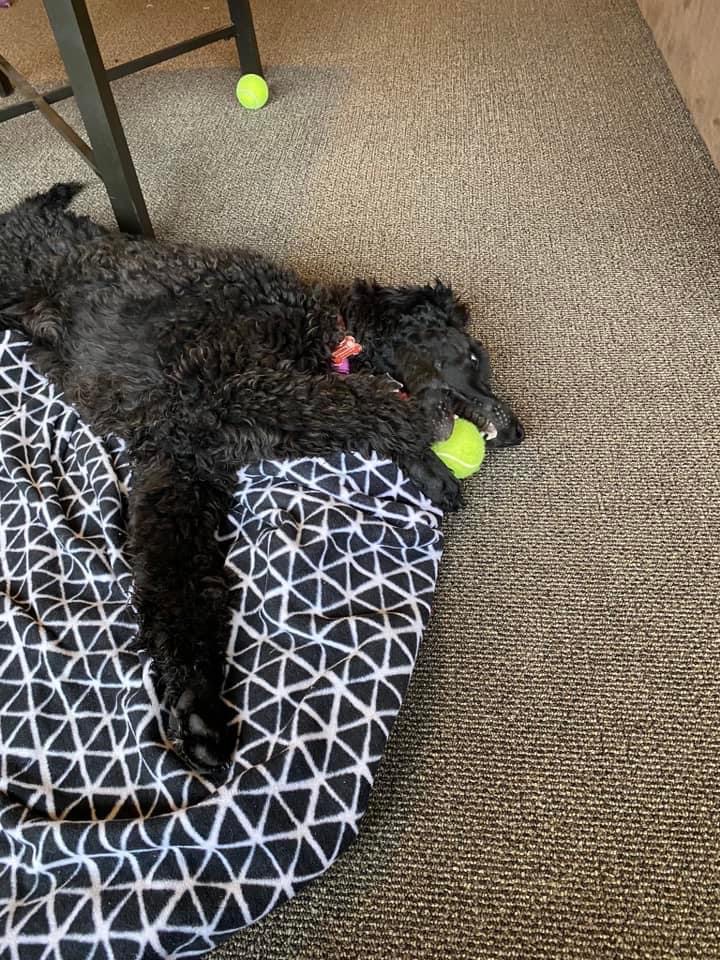PGIdogs's tweet photo. Everyone has a favorite toy! Paisley, Ivy, Chief, and Zeus are showing off theirs. It is important for service dogs in training to still get enough playtime & relaxation. What is your dog's favorite toy? 🦈🎾🦕
#pgidogs #pgi #servicedogs #servicedogsintraining #dogsofpeoria https://t.co/yLKcOWPerl