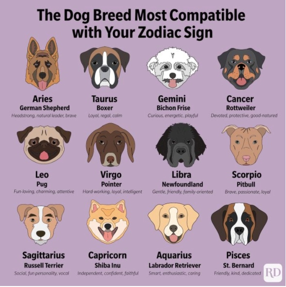 Happy International Astrology Day!
Below are two links to read more about each small animal breed and their qualities that make them well suited to each Astrological sign! https://t.co/IJR5hbM5Py
https://t.co/t2dG3Boj3j
Share with us your sign and what dog or cat breed you... https://t.co/yo8Wv7Pwwc