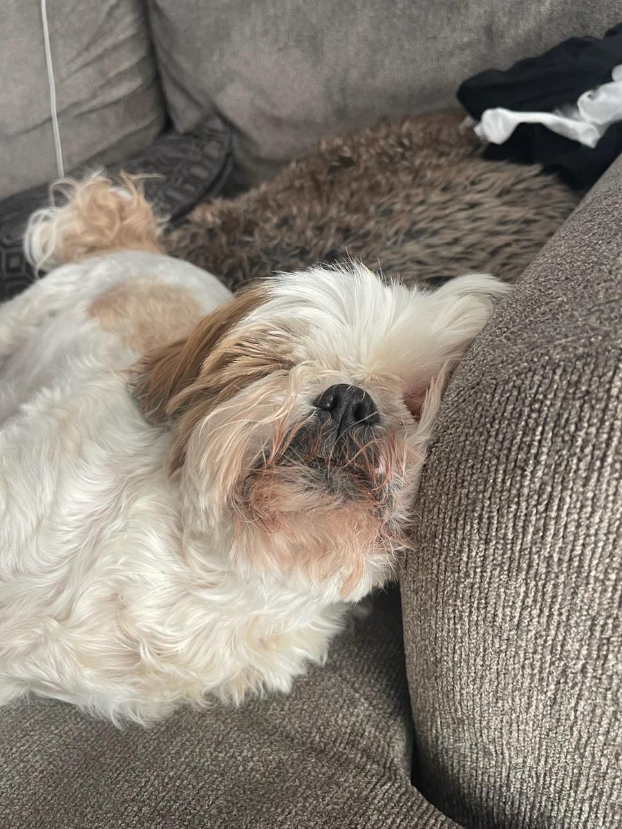 CHIPTheShihTzu's tweet photo. #ChipTip - sometimes all you need is the side of an armrest 💤💤💤💤
#ChipTheShihTzu https://t.co/12fwABnTj2