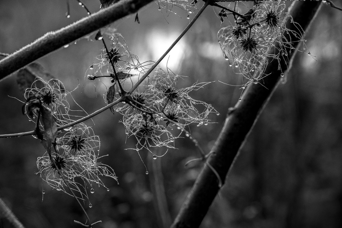 Finding Donna 🖤🤍📷 tweet media