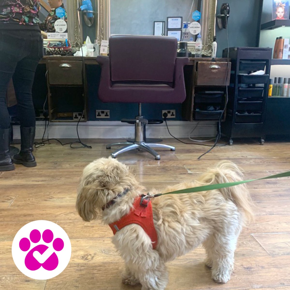 Pup in for a pampering at the verified dog friendly Gardner Street institution 💜 <a href="/websterhair/">Simon Webster Hair</a> 

btn.lol/simon-webster

#dogfriendly  #brighton  #hairdressing  #NorthLaineIndependents  #NorthLaineIndependogs