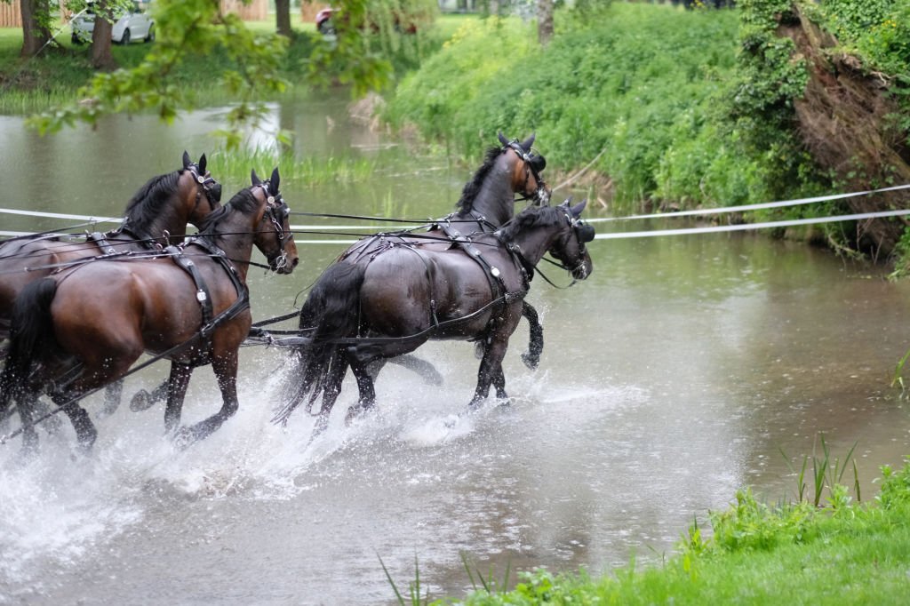 The #RoyalWindsor #HorseShow also features a range of other attractions, including shopping, food and drink vendors and a traditional fairground. If you are looking forward to Royal Windsor Horse Show, get in touch today - bit.ly/3FBESut

#chauffeur #chauffeurservice