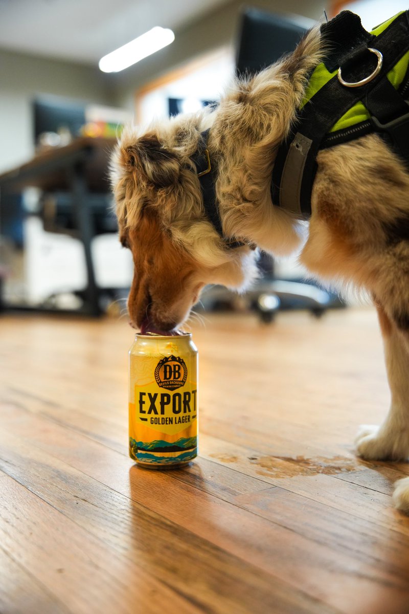 Export Golden Lager. In stores now & office pup approved. 🍻🙌🏻🐾 Link in bio to find it near you! #DevilsBackboneBrewingCompany #DrinkOutdoorsTogether #MondayBeers #VirginiaCraftBeer