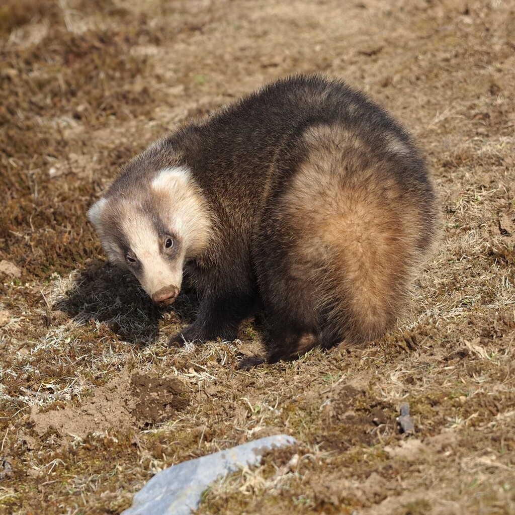taratarariri's tweet photo. 山でいきなり出会ってびっくりした！！！
このこはアナグマかな？？？

#カメラ好きな人と繋がりたい #カメラ初心者 #カメラ#登山 #アナグマ https://t.co/4RfpnFRy8C https://t.co/ZftU3EqYDv