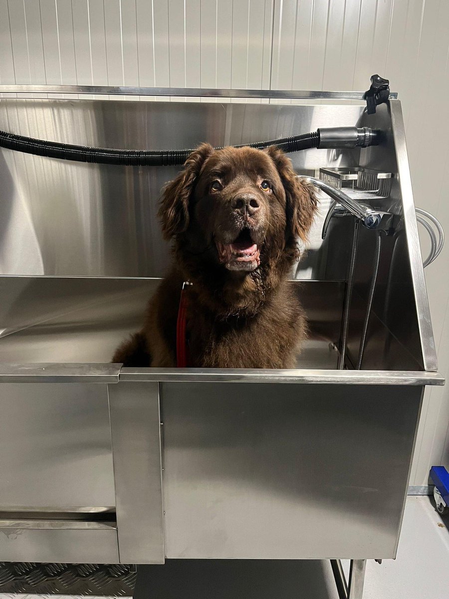 Foal_Farm's tweet photo. Thank you so much to the following companies who helped make our grooming room happen on #ChallengeAnneka! Safe to say the dogs absolutely love it 😍 @Themutneysdog @MasterclipUK @PetMicrochips 💚💚💚 @channel5_tv https://t.co/7ekRk8vPcQ