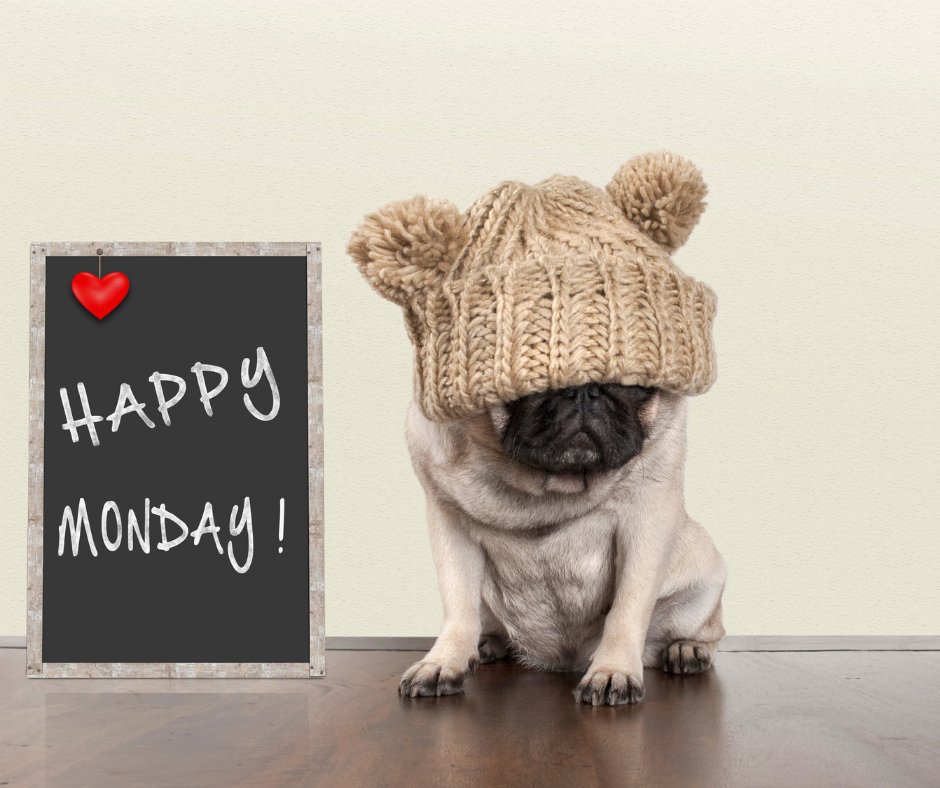 partner_direct's tweet photo. It’s Monday, and although you may feel like hiding, if you embrace it, who knows what can happen! Share your Monday in the comments! #Monday #startyourweek #embracethechallenge https://t.co/c4CDq9nLsQ