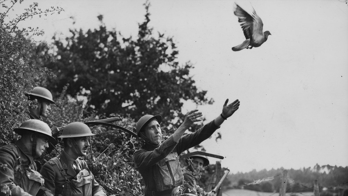RandomStuffHQ's tweet image. Did you know that during World War II, the US military used pigeons to transport messages? These “war pigeons” were trained to carry small capsules containing important information and would fly back to their home base to deliver the message, even in the midst of heavy combat.