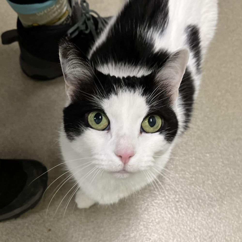 AlexAnimals's tweet photo. Kesha and Simba are a bonded pair, so they need to find a home together. Kesha's outgoing nature is the yin to Simba's perpetually-perturbed yang (We love his grumpy face!). Meet them today starting at noon! #alexanimals #alexandriava #alexandriacats #novacats #dmvcats https://t.co/EhXa40V6g3