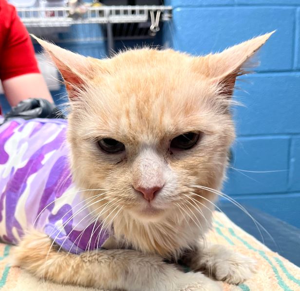AlexAnimals's tweet photo. Kesha and Simba are a bonded pair, so they need to find a home together. Kesha's outgoing nature is the yin to Simba's perpetually-perturbed yang (We love his grumpy face!). Meet them today starting at noon! #alexanimals #alexandriava #alexandriacats #novacats #dmvcats https://t.co/EhXa40V6g3