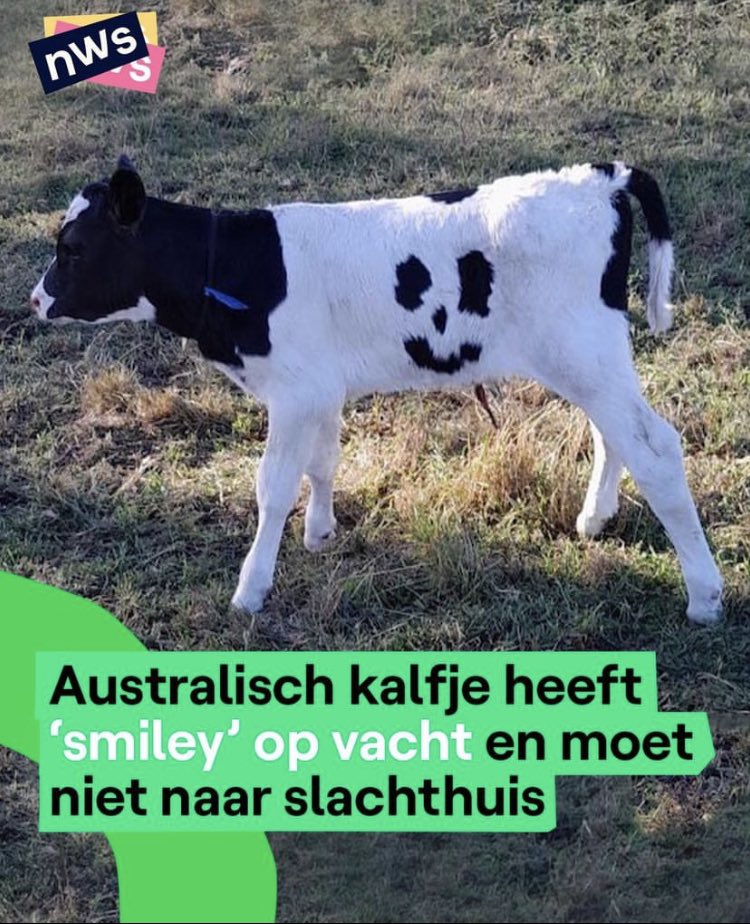 Als je mij met zwarte verf in een koeienwei ziet staan mind your business