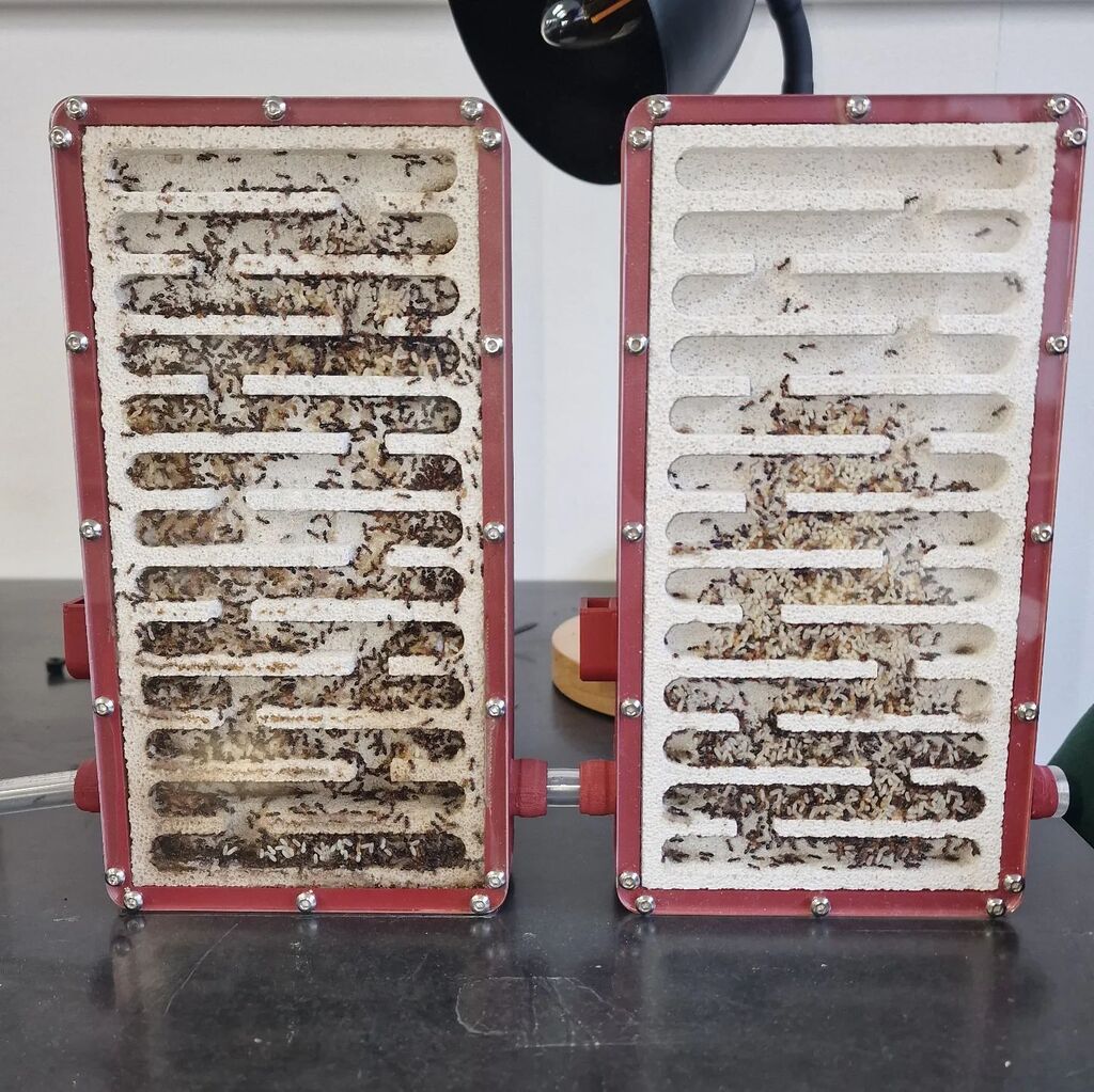 EstheticAnts's tweet photo. Crematogaster scutellaris update! They moved into a second nest. And as you can see the queen just did not stop producing eggs. I bet there are more eggs then workers at this point. With this current growth I expect that we need to add another nest in 2-3 months. One extra l… https://t.co/5ZHGAddD6j
