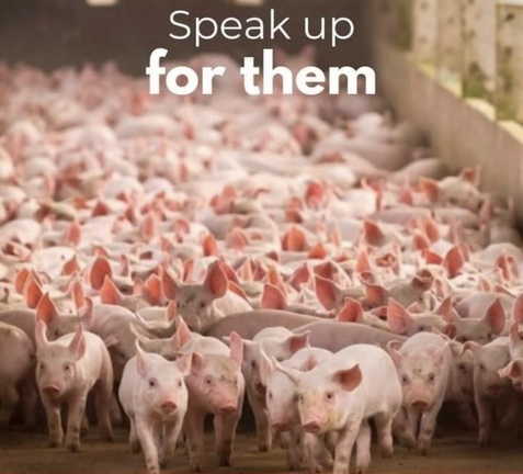 veganfuture's tweet photo. https://t.co/hwmZLH95er