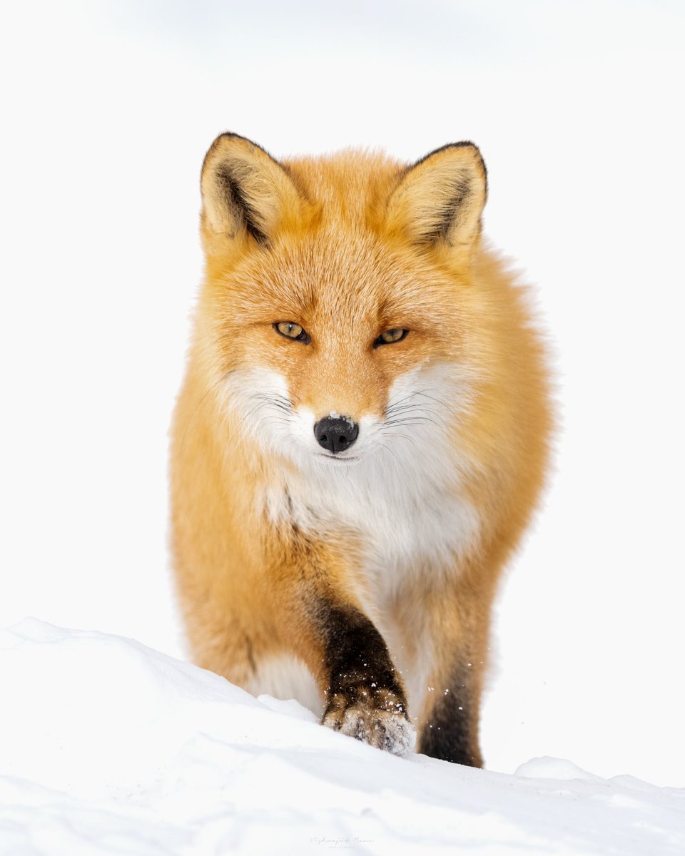 A fiery flash in the snow, the Ezo red fox

#ezoredfox #winterwildlife #fox #japan #hokkaido #hokkaidoanimals #japanwildlife #wildlifephotography #sony #alpha1 #sonya1 #sony600mm #winterphotography #wilderness #foxportrait