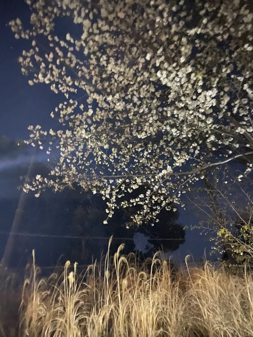 夜桜四重奏 