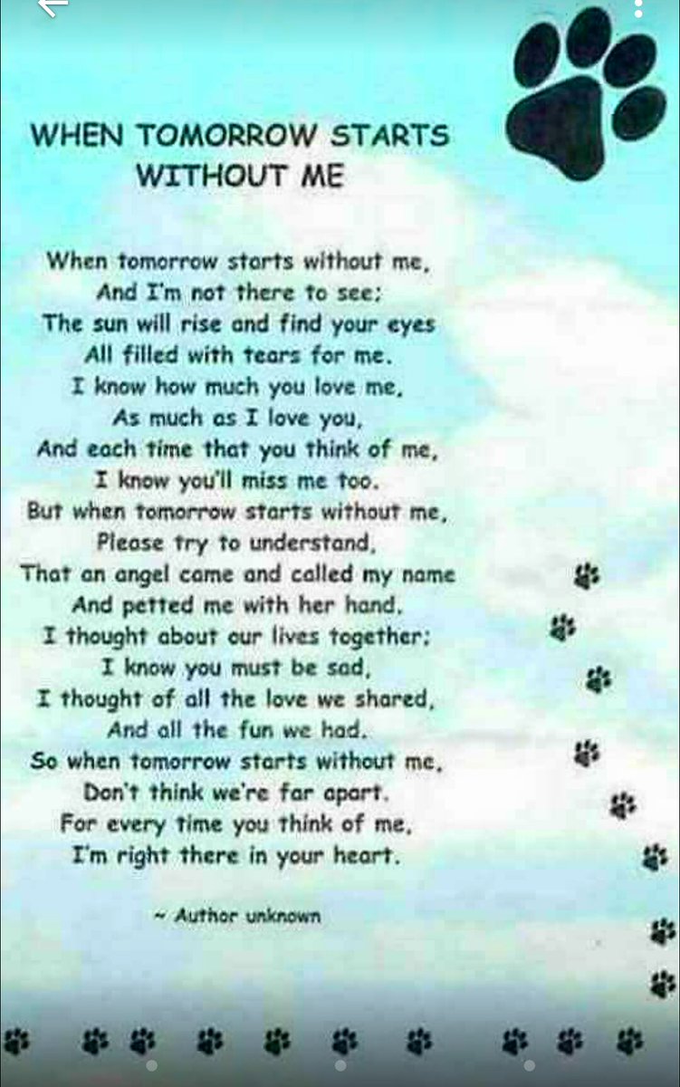 AdorabullyBadge's tweet photo. @brittbarr24 Arwen ye pawsome sweet #pibbleprincess ye been taken tae soon fae us all fly otrb safely find Golly Cowfee Pyscochewy n all oder pals otrb #TeamBadger ππππππππ fly free woofly https://t.co/IlLydY2qoa