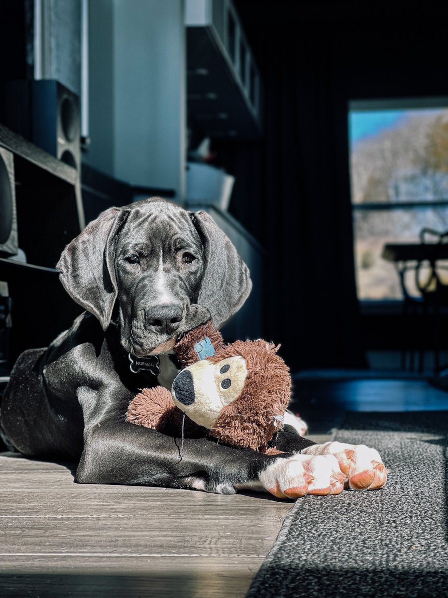 Norman is growing like a weed. He’s 14 weeks old &amp; 47 lbs; I think most of it is his ears. When we got him at 9 weeks, he was just under 20 lbs.