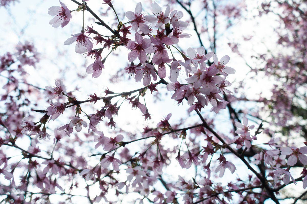 「今週雨が降って散ってしまうかもしれないらしい引きこもりが久しぶりに外出してみる桜」|ノッツのイラスト