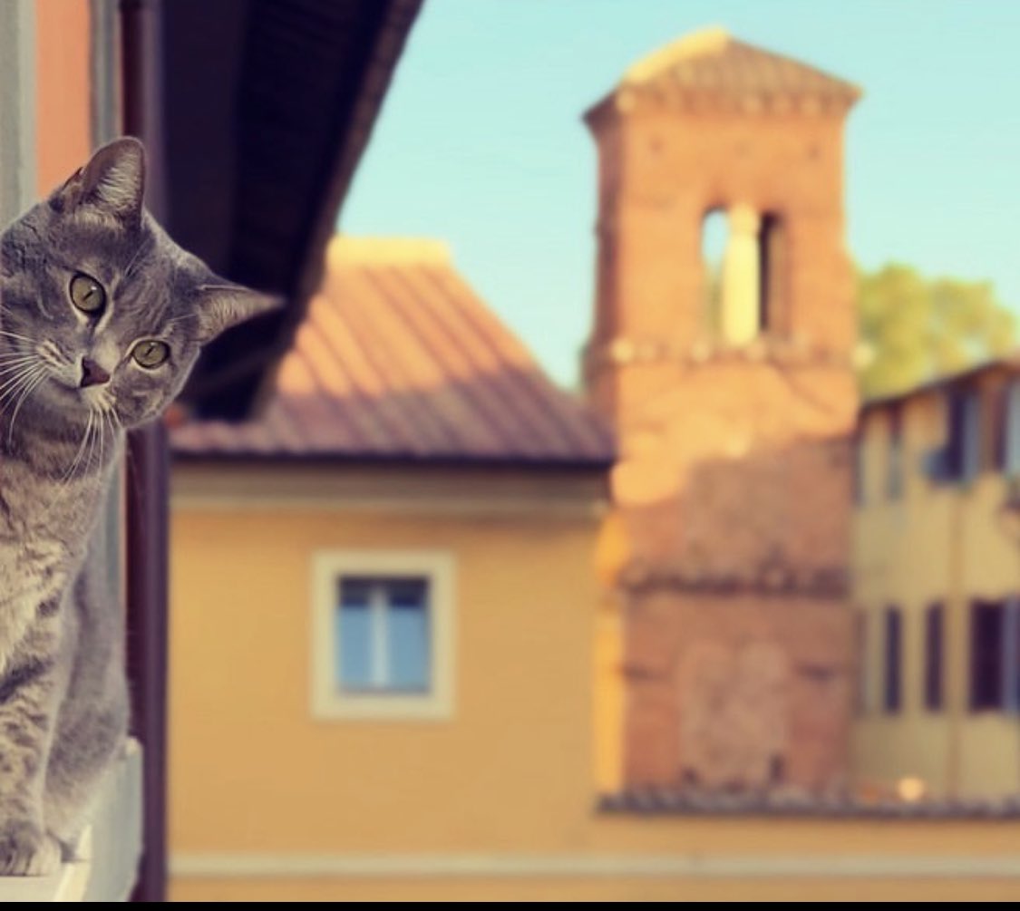 HankMilk's tweet photo. @caputmundiHeidi Anche la mia gatta è di Trastevere ed è molto curiosa. Un caso? Non credo… https://t.co/fZ40q3LBs2