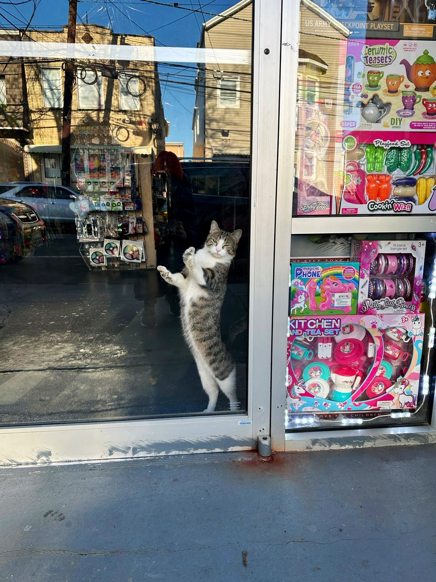 Bodegacats_'s tweet photo. https://t.co/ad7ipXjH0a