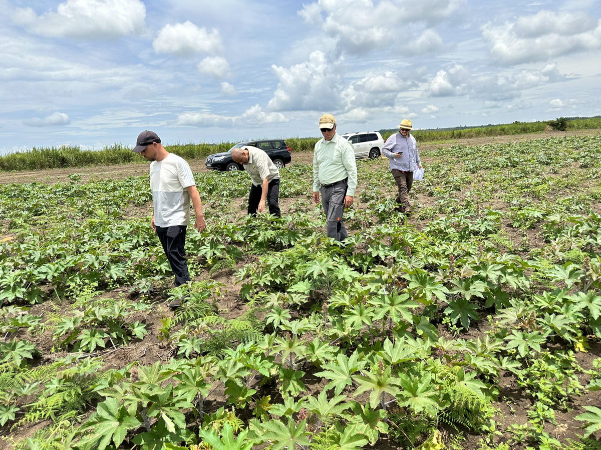 Actifs dans l’amont agricole à travers notre société <a href="/GTCCongo/">GTC</a>, basée à Ignié dans le Pool Nord, nous participons au projet Ricin d’ENI.

Aujourd’hui nous étions sur le terrain avec les agronomes ENI pour observer les résultats des derniers essais variétaux.