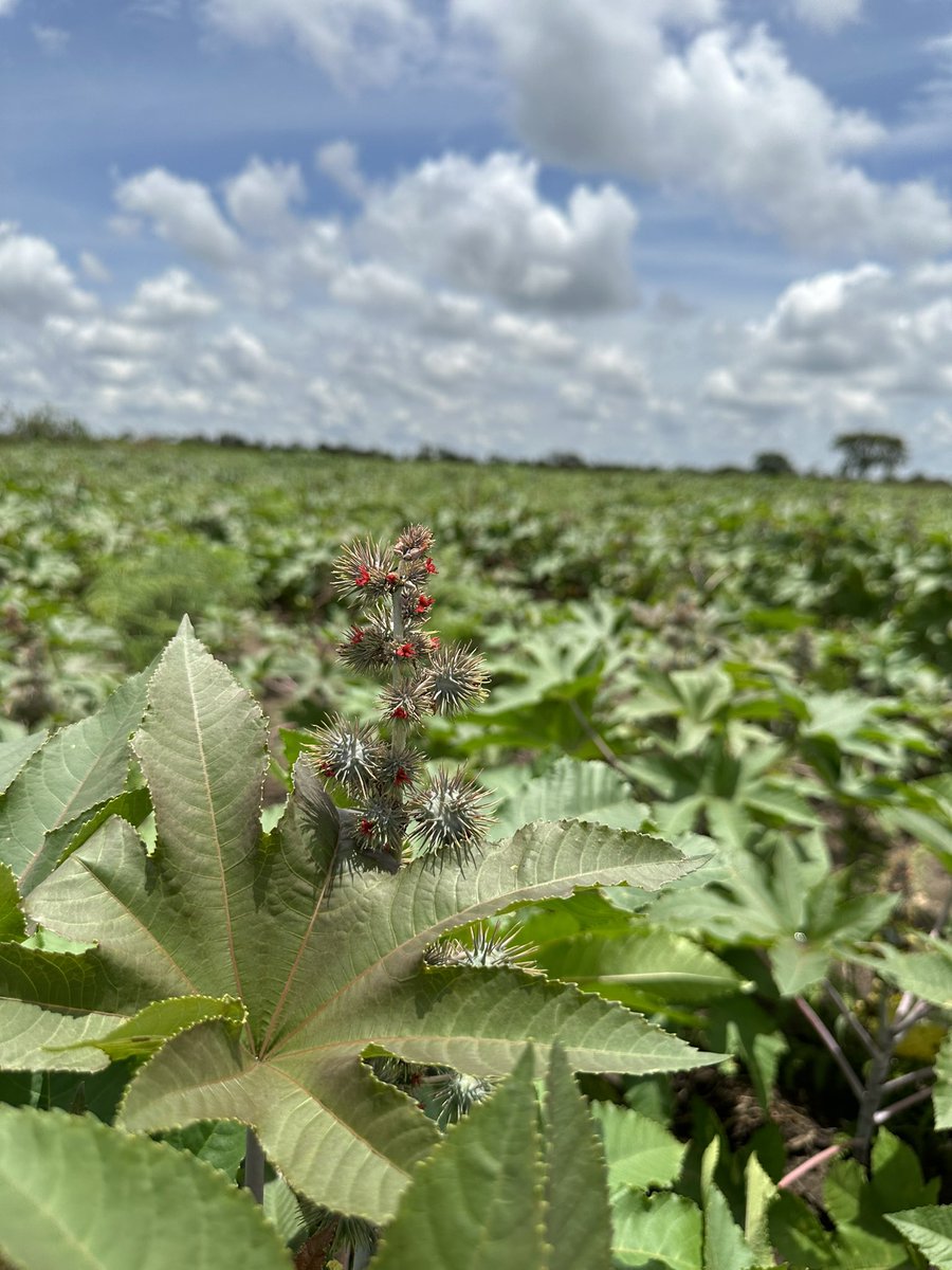 Michel Djombo tweet media