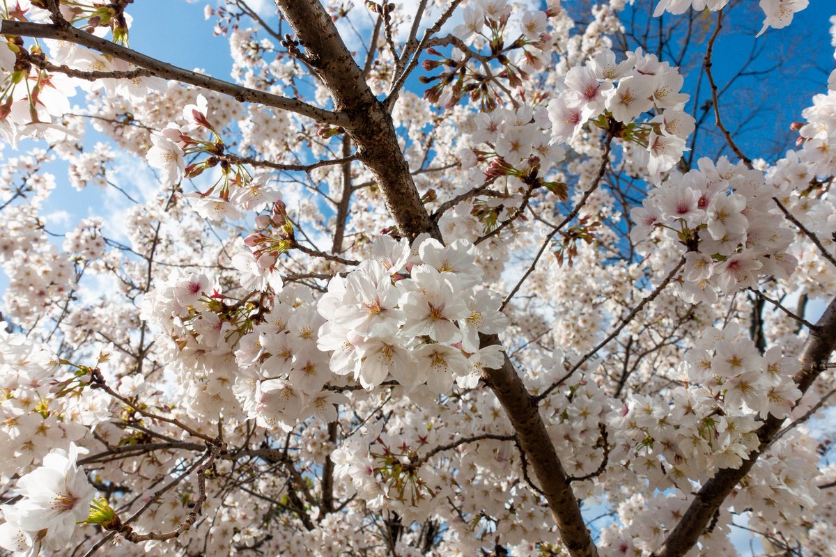 cherry blossoms sky no humans tree scenery blue sky day illustration images