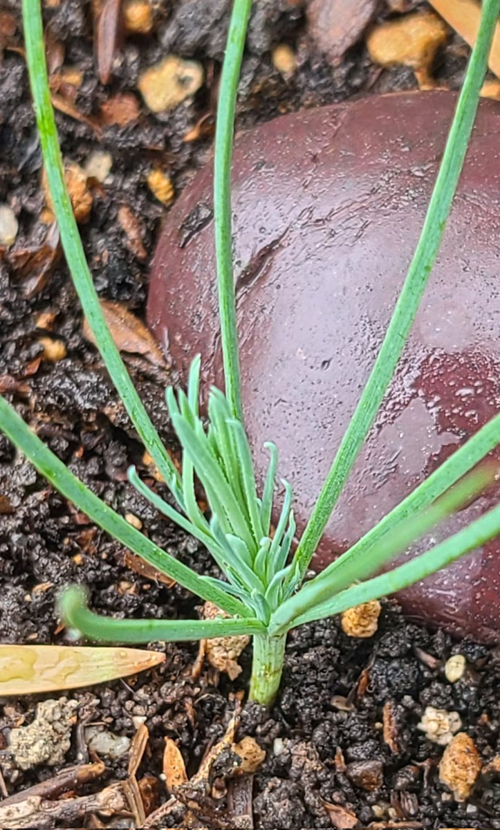 @HighlyArtistic <a href="/Pocket_Cows/">🥛 Pocket Cows | MINT NOW 🐮</a> <a href="/orgo_earth/">ORGO | Earth has an APP</a> @SoltyKrakens <a href="/fightersgang/">Fightersgang (GG18)</a> <a href="/DeepSeaJellyNFT/">Deep Sea Jelly</a> <a href="/Lumi_Reef/">Lumi Reef 🐙</a> <a href="/IntoTheVerse_/">IntoTheVerse I #OnchainGamingIsReal🎮</a> <a href="/tinytroublesnft/">Tiny Troubles</a> <a href="/FireflyShire/">Firefly Shire 🌙✨</a> <a href="/JimiCohen/">Jimi.tgn</a> <a href="/fortreesclub/">ForTrees ✨ Club 💫</a> <a href="/astridpark_xyz/">🏳️‍🌈 ASTRID.</a> @FrostyNarwhals <a href="/InvisibleEnemie/">Invisible Enemies</a> @CasaDeLunaNFT <a href="/rauDesign/">rauDesign</a> @ilovetrees_eth <a href="/LotteryOtters/">Lottery Otters NFT</a> <a href="/hazelclimateapp/">Hazel | Mobile Game That Helps the Climate</a> Our baby pine tree from last month is doing well!