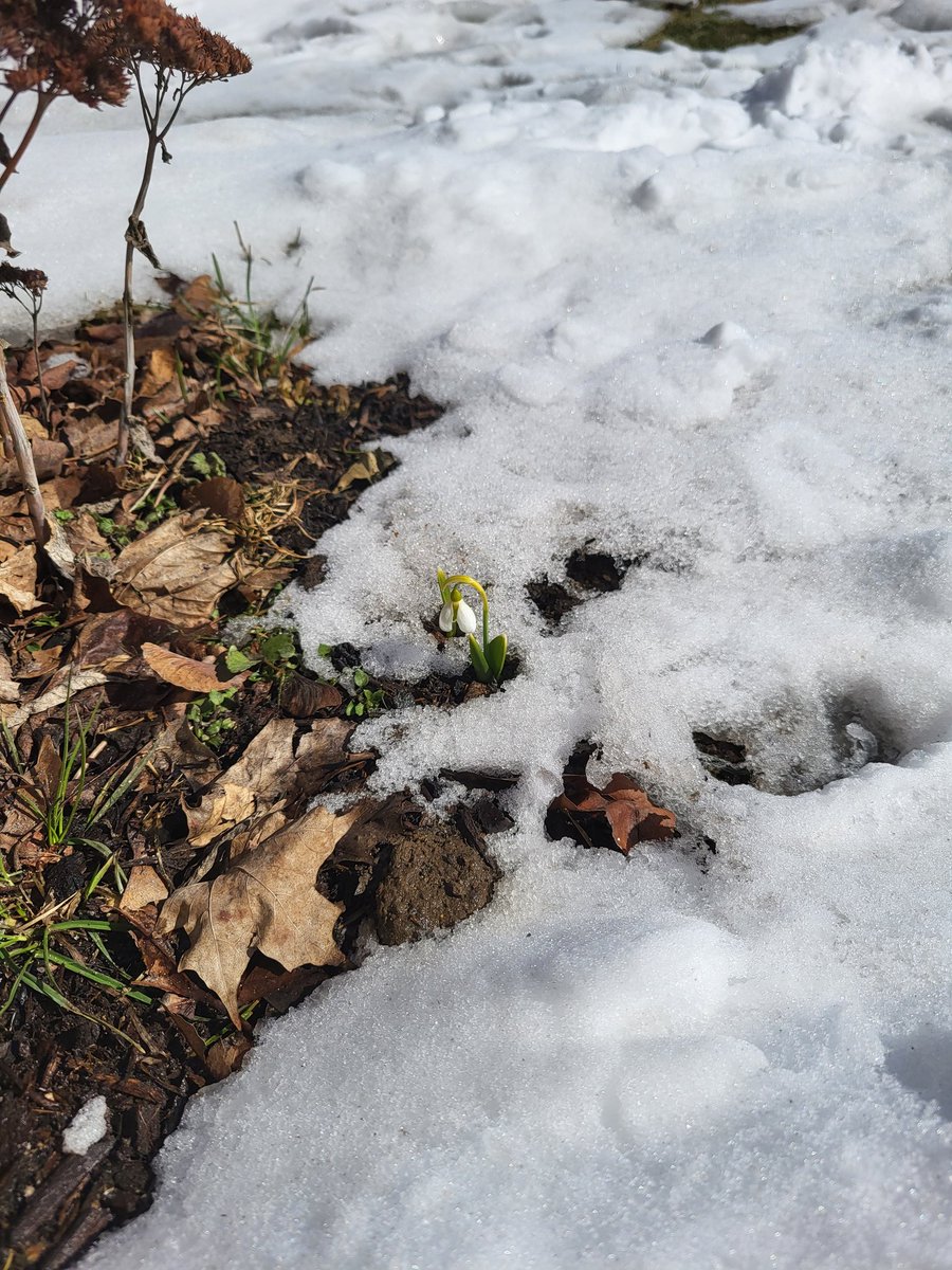 michy_53's tweet photo. @CTVKitchener @CTVWillAiello First sign of spring https://t.co/ZHSFIGjlkP
