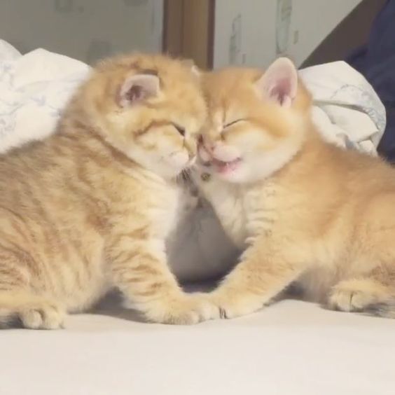 Two little beauties soooo gorgeous❤️❤️
#cat #cats #kittens #little #beautiful #gorgeouslook #viral #trendingpic
