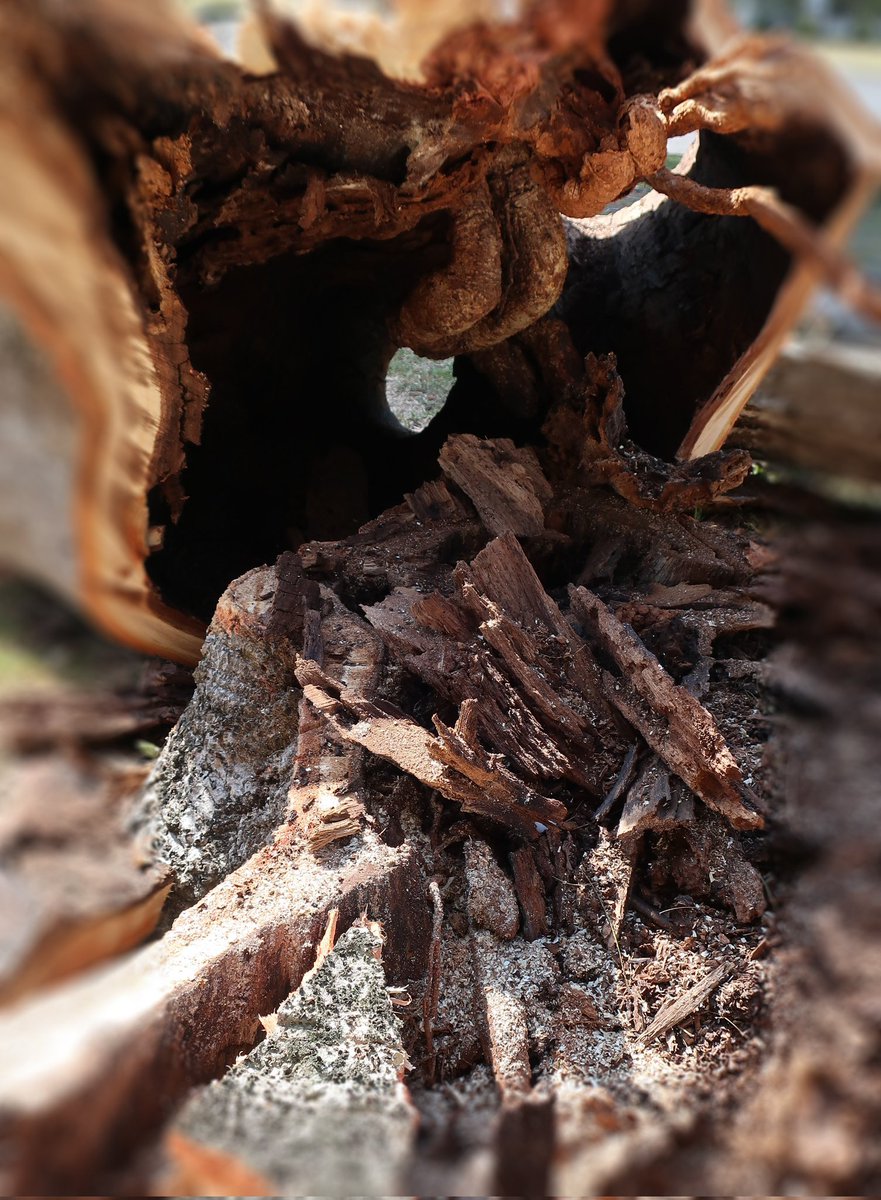 EcologySpear's tweet image. Postdoc opportunity! Join @GoraEvan and I for an international collaboration using sonic tomography to connect internal and external tree health with historic damage, growth and mortality, and ultimately forest dynamics and carbon sequestration. sites.google.com/site/erinrspea…
