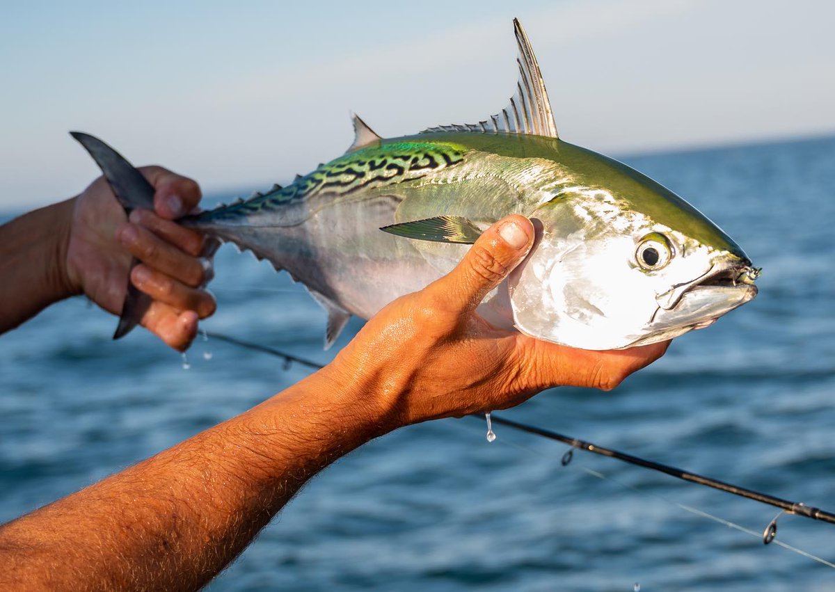 ASGAssociation's tweet photo. ASGA Commissions Research Paper to Jumpstart Precautionary Management of False Albacore &amp; Atlantic Bonito:

For the full breakdown and new updates, check out https://t.co/UnaCPNHkoi.

#TheAlbieProject #FalseAlbacore #AtlanticBonito https://t.co/PKuJk2V2PZ