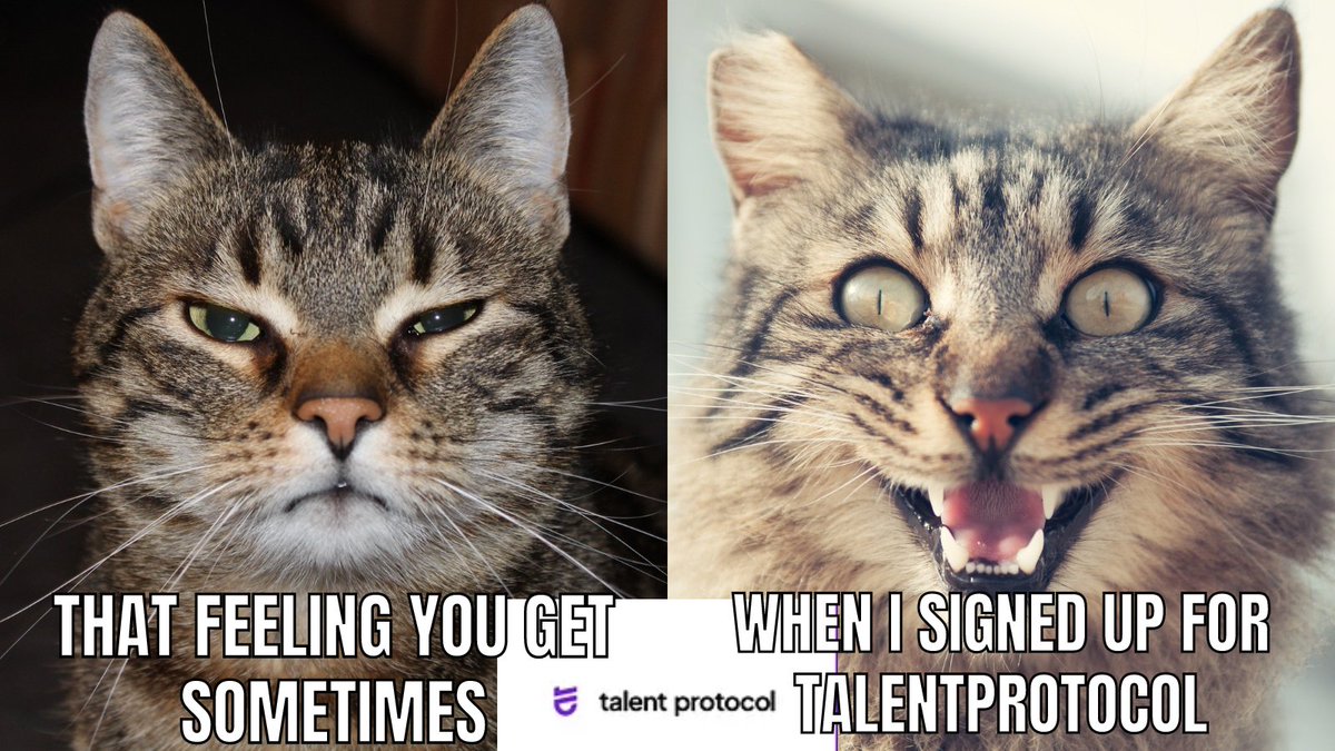 Konstan27389198's tweet image. That feeling you get sometimes
When I signed up for talentprotocol

@TalentHouseWeb3 #FreeTalentProtocol
