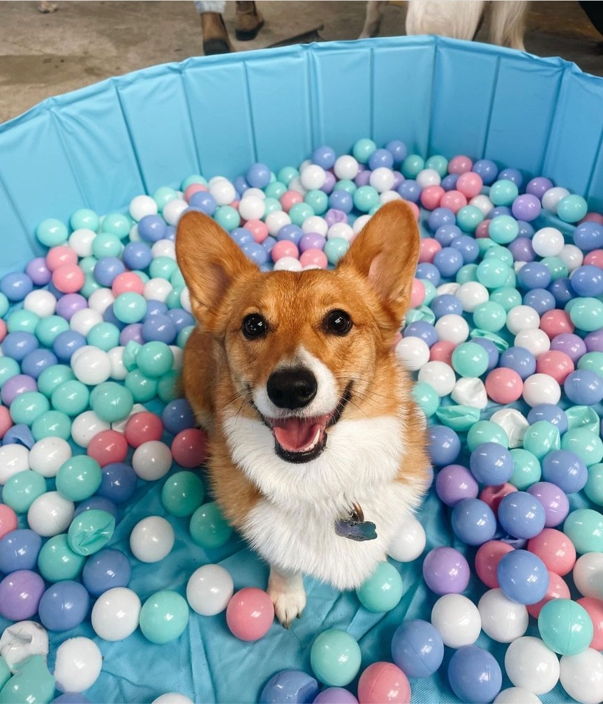 atlantapetlife's tweet photo. Just because it's Monday again doesn't mean you can't have a ball!๐
๐ถ Rue
Let's have a great week out there furriends!โค
#atlantapetlife #dogist #atlpets #furendly #atlantapets #atlantadogs #dogfeature #weratedogs #dailybarker #bestwoof https://t.co/xGbWoPCVoh