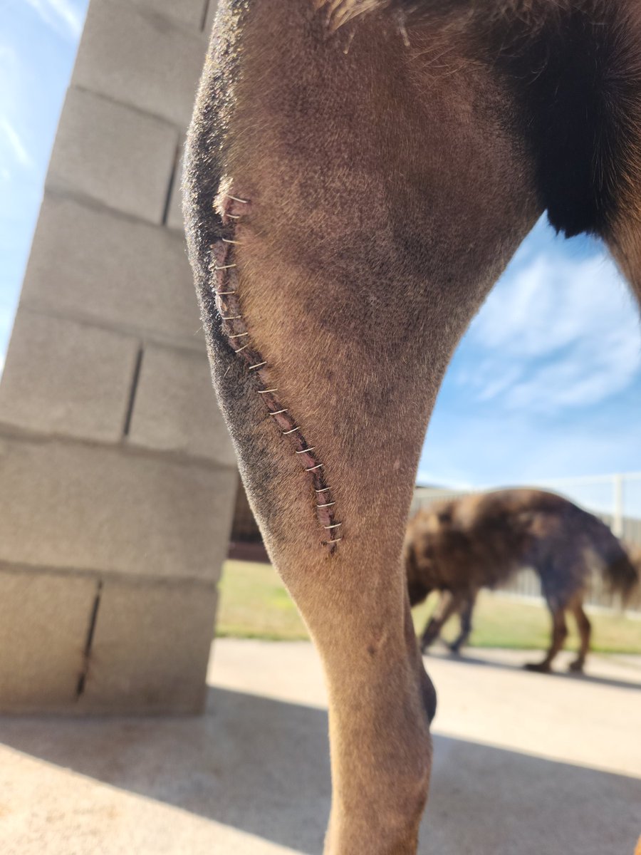 Tugboat rugged surgery scar.