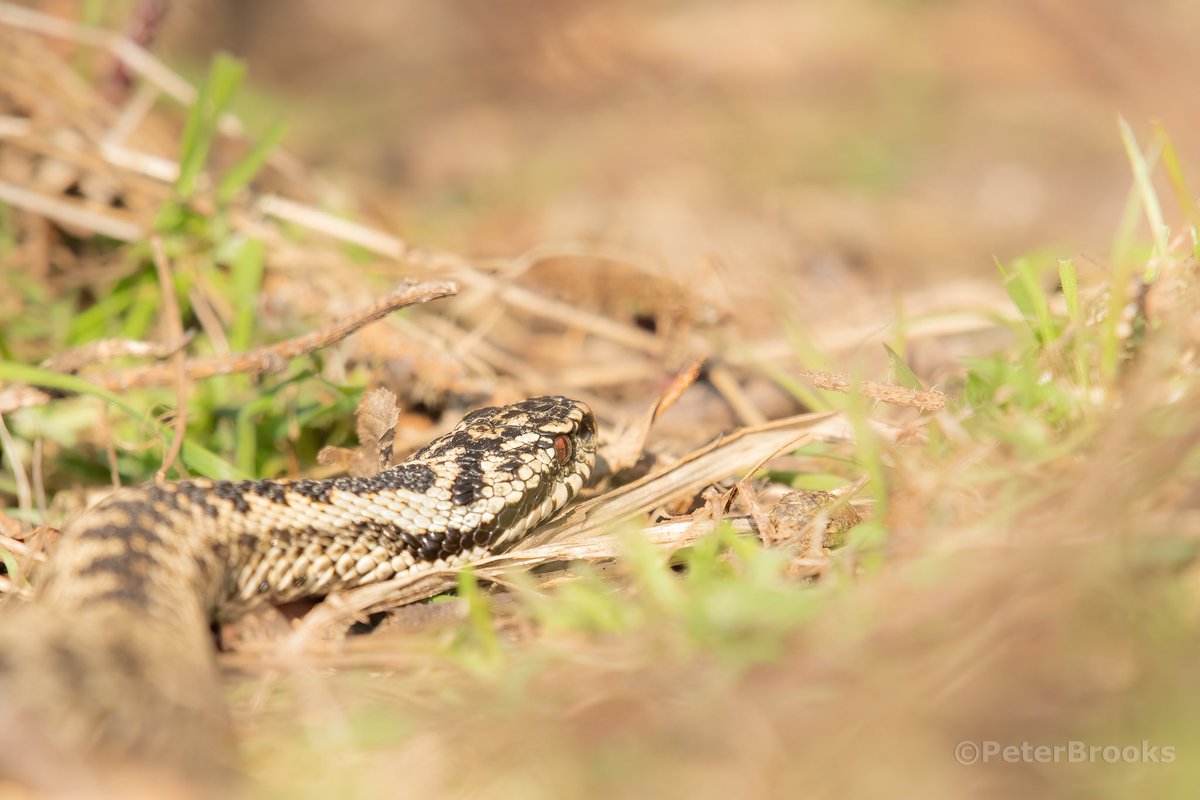 Adder on the hunt #adder #sussex #eastsussex #wildlifephotography <a href="/SussexWildlife/">Sussex Wildlife Trust 🦔</a> <a href="/SevenSistersCP/">Seven Sisters Country Park</a> <a href="/sdnpa/">South Downs National Park</a>