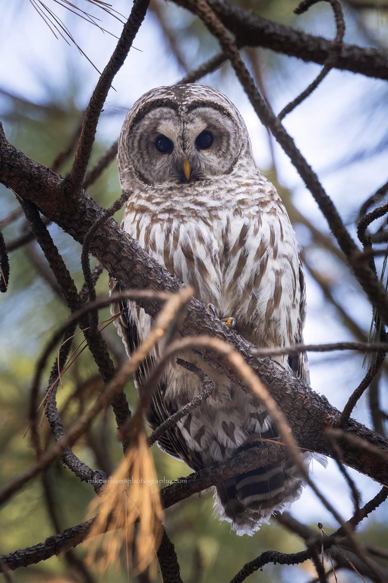 Barred Owl in western Montana.  #montanamoment #mikewilliamsphotography #birding #owl #barredowl #nature #wildlife #barredowl #publicland #Canon #Canonphotography #canonr7