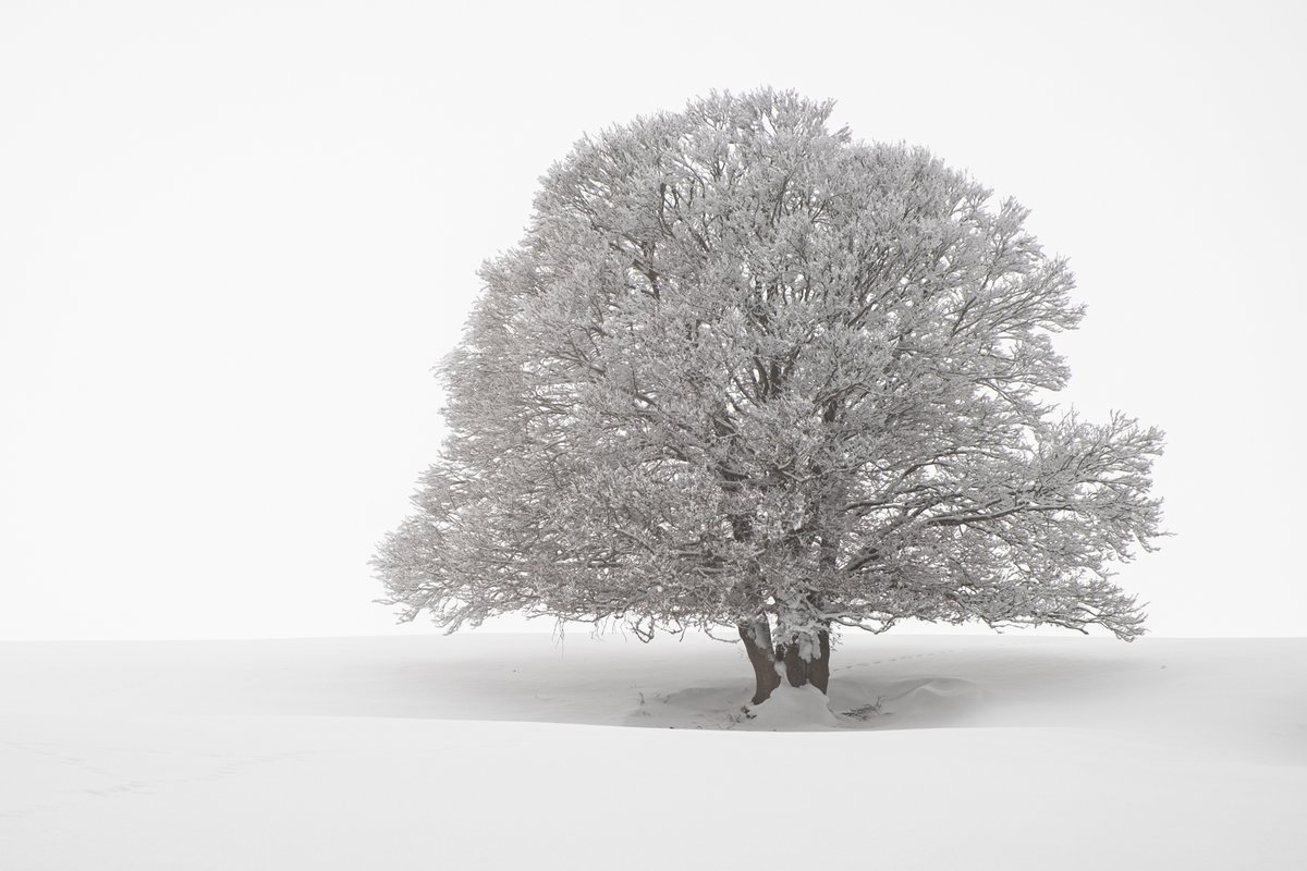 Simplement

#arbre #neige #fsprintmonday #fineartphotography #NaturePhotography #photography #Photographie #cantal #cantalauvergne #hiver