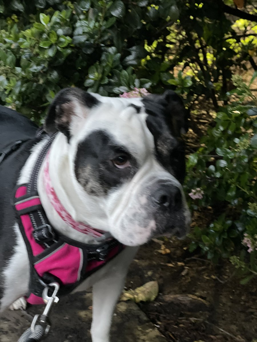 WillysClubhouse's tweet photo. Biggest pet peeve: people that don’t pick up poop! 💩 #dogwalker https://t.co/3s5vejXINE