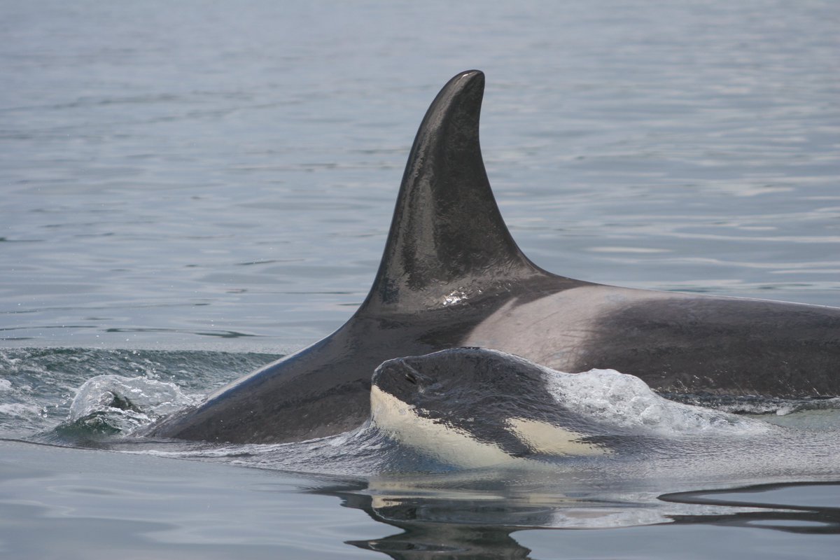 NOAAFish_NWFSC's tweet image. New study! Why are endangered orcas failing to thrive? New genome sequencing shows Southern Resident killer whales are highly inbred, and this inbreeding has contributed to their decline. fisheries.noaa.gov/feature-story/…