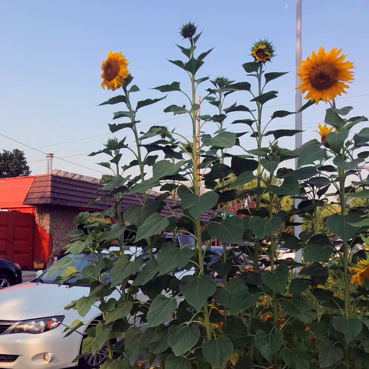 Springtime is getting close! Anyone else excited to the our famous #ClarksAutoFlowers?
-
#ClarksAuto #MegaSubieShop #ClarksAutoFix #ClarksSubaruFix #SubaruSnow #Subaru