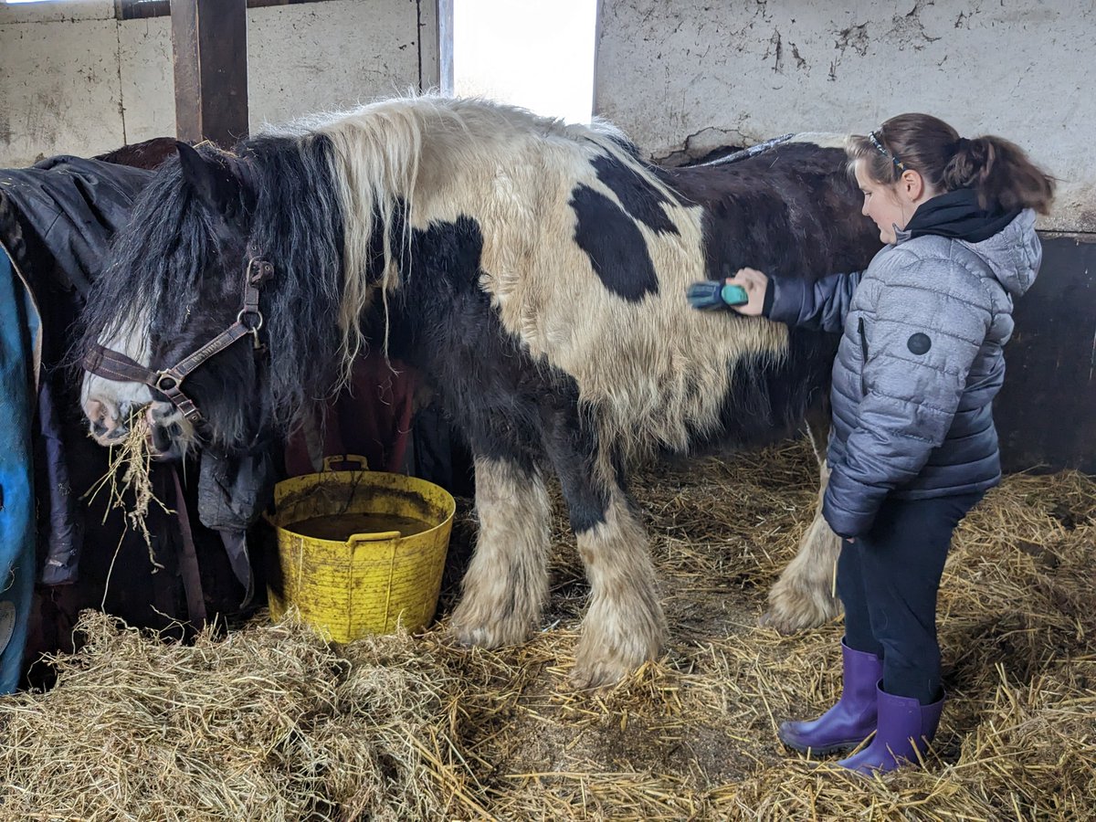 StreetWellbeing's tweet photo. @shylowen today the children learnt how to measure their horses. The largest was 650kg!
@PleasantStPrim https://t.co/Op8wC8L7j3