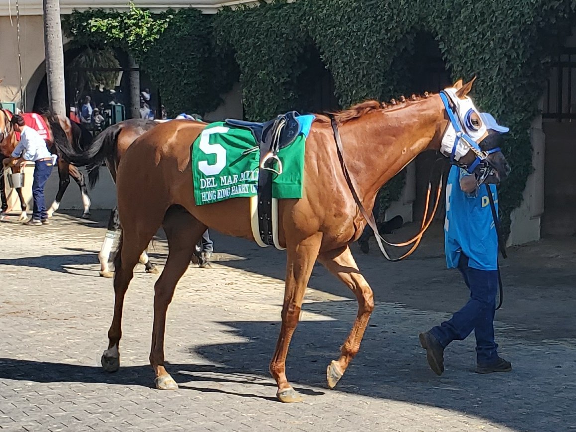 sdhorserace tweet media