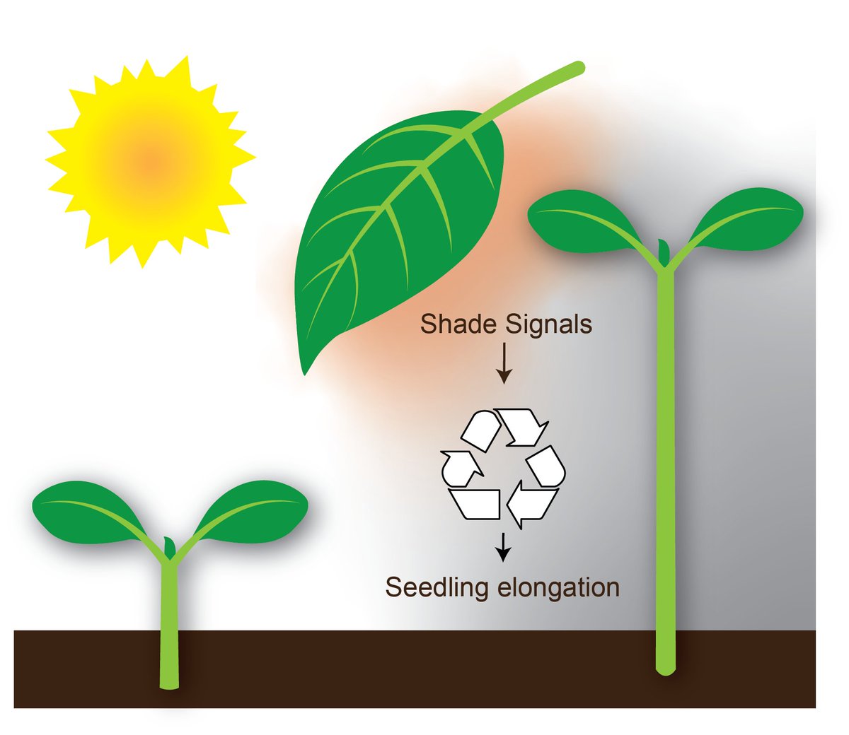 I have a post-doc position in my lab to study light-regulated metabolism / resource reallocation when plants need to grow out of the shade. PLEASE RT
Apply by April 15, by following the link below 
career5.successfactors.eu/career?career%…