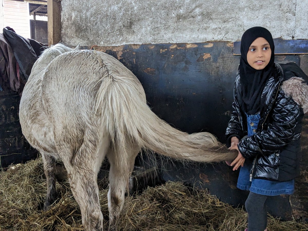 StreetWellbeing's tweet photo. @shylowen The horses are shedding their winter coats, some of them are looking very fluffy. 
@PleasantStPrim https://t.co/gHpXIx1e0I