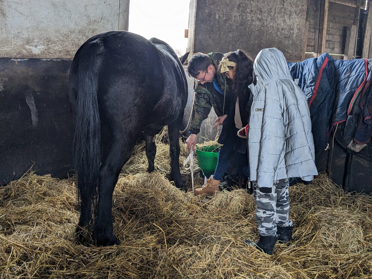 StreetWellbeing's tweet photo. @shylowen The horses are shedding their winter coats, some of them are looking very fluffy. 
@PleasantStPrim https://t.co/gHpXIx1e0I