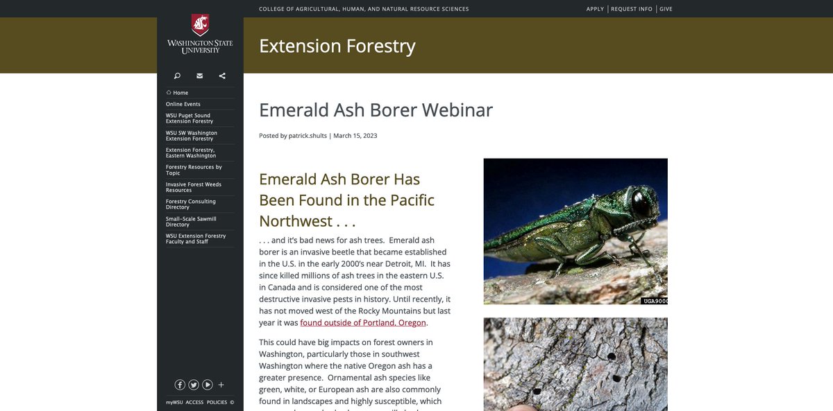 Emerald Ash Borer will affect many lands and communities in the PNW. Learn more and prepare by attending this webinar. forestry.wsu.edu/eab2023/ <a href="/wsucahnrs/">WSU CAHNRS</a>