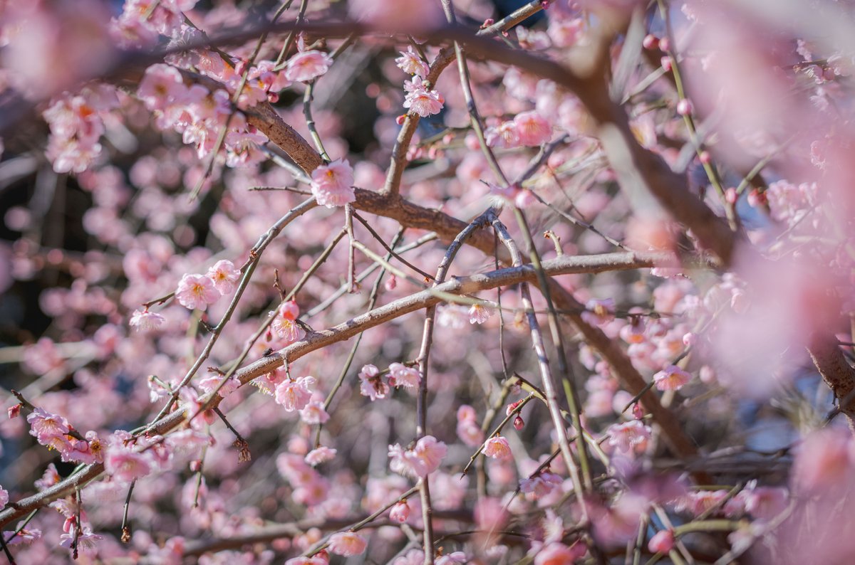 Just in time for the first day of spring, the cherry and plum blossoms have already begun their long-awaited bloom, painting the Garden grounds with bright pops of pink and white. 🌸✨🌿

Follow along with our spring bloom trackers! fal.cn/3wJ9E
