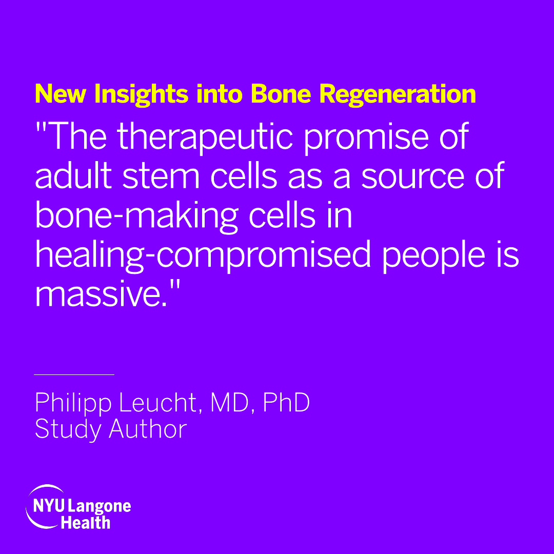 A new study by <a href="/PhilippLeuchtMD/">Philipp Leucht, MD</a> found that genes known to control bone formation before birth also control bone healing later in life. Besides acting like “zip codes” for a fetus’ limbs, they also give adult stem cells tools to regenerate bone.
 
For more: bit.ly/3LFySVt