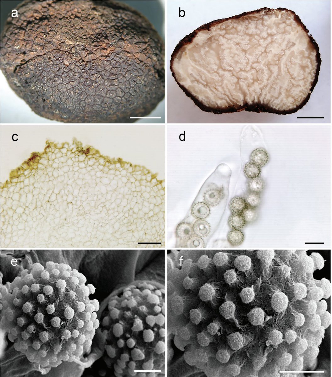 This week we are reading Piña Páez et al 21 describing new spp. of Pachyphlodes from MX. truffles are just too cool.