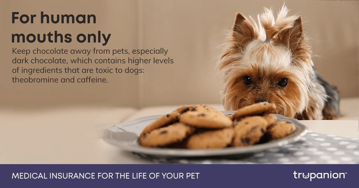 JaneAnimal's tweet photo. To mark Poison Prevention Week, we want to highlight key ways to keep your pets safe at home. It starts with proper storage, using pet-safe products, being aware of toxic plants, and knowing the signs of food poisoning.  #PoisonPreventionWeek https://t.co/fCx2E40Aw2
